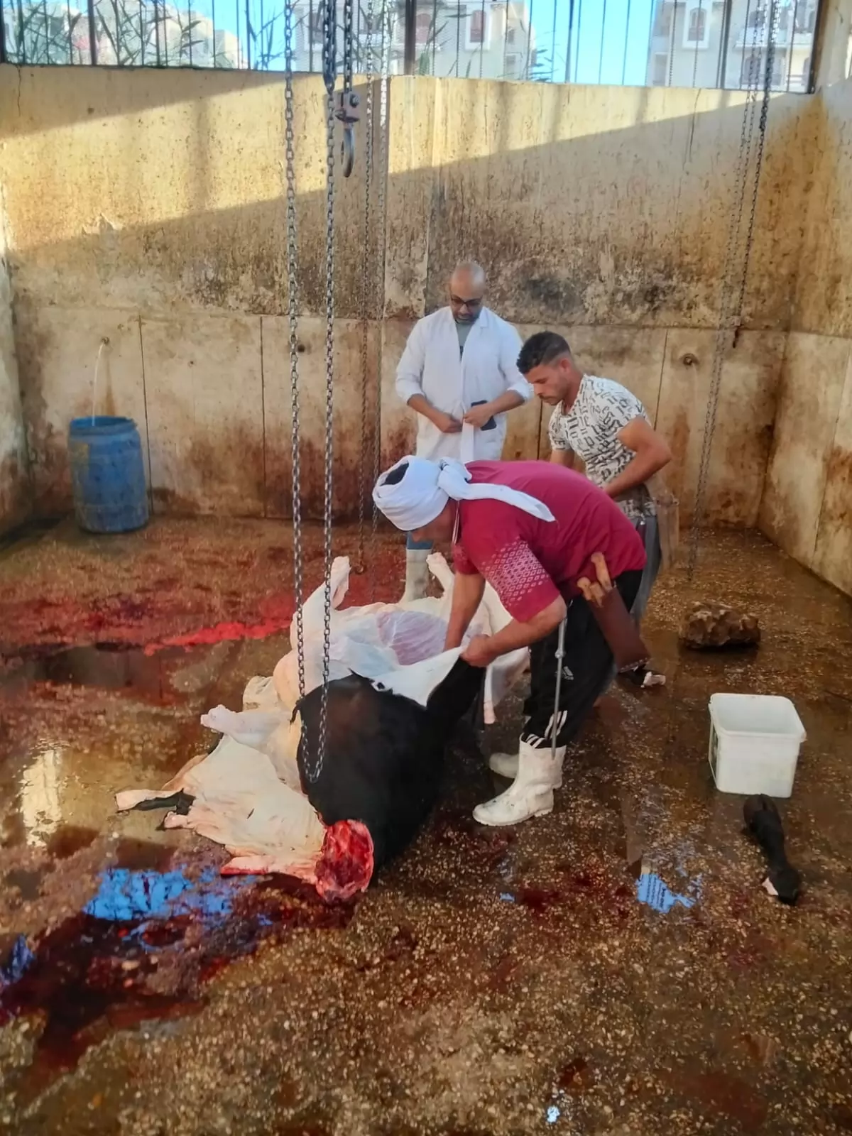 محافظ أسيوط: ذبح الأضاحي بالمجازر الحكومية مجانًا طوال أيام العيد