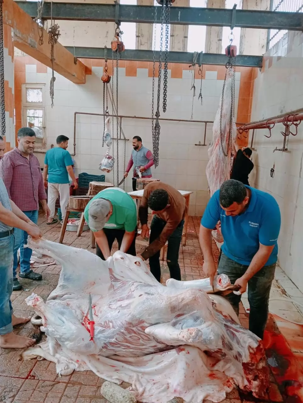 الزراعة: ذبح 35,514 أضحية بالمجازر الحكومية مجاناً للمواطنين