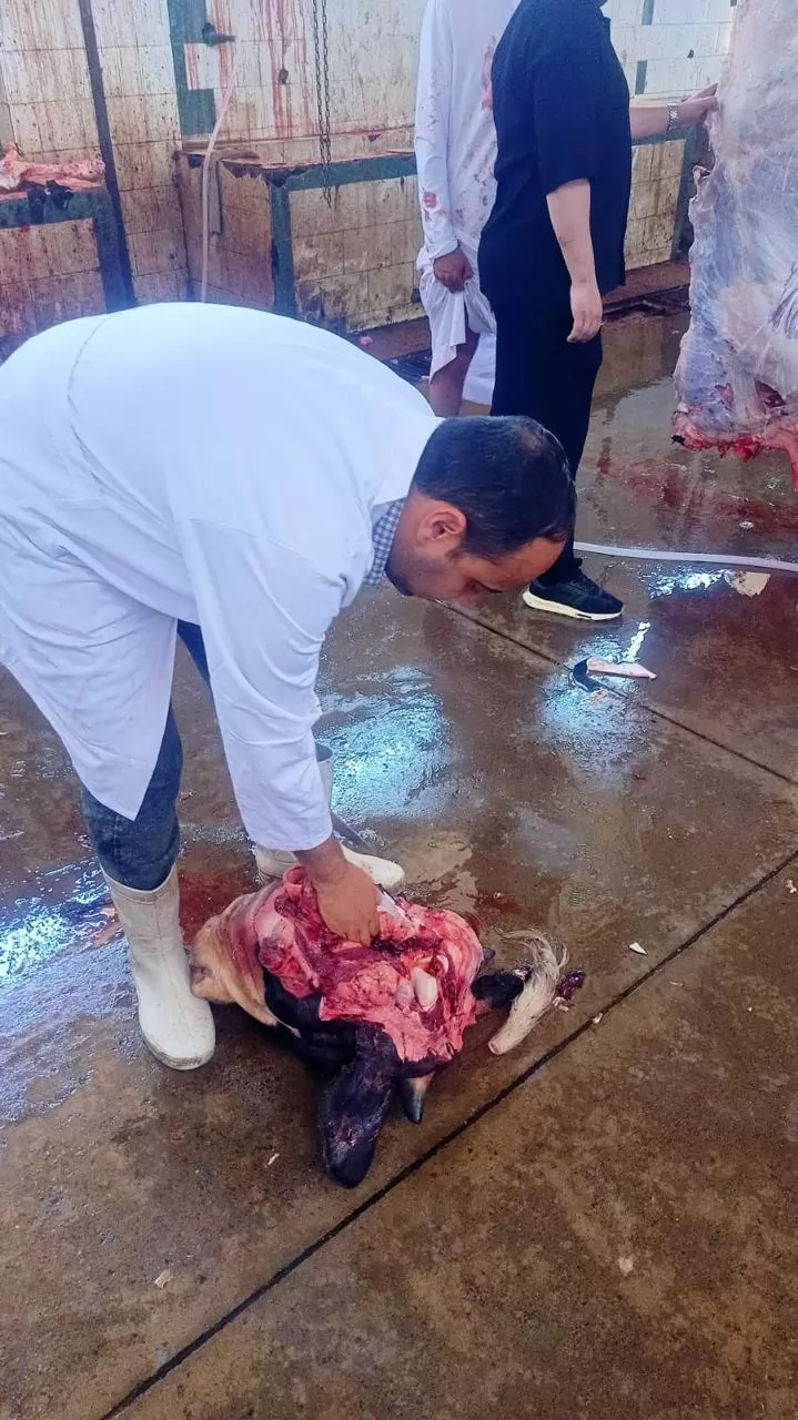 الزراعة: ذبح 35,514 أضحية بالمجازر الحكومية مجاناً للمواطنين