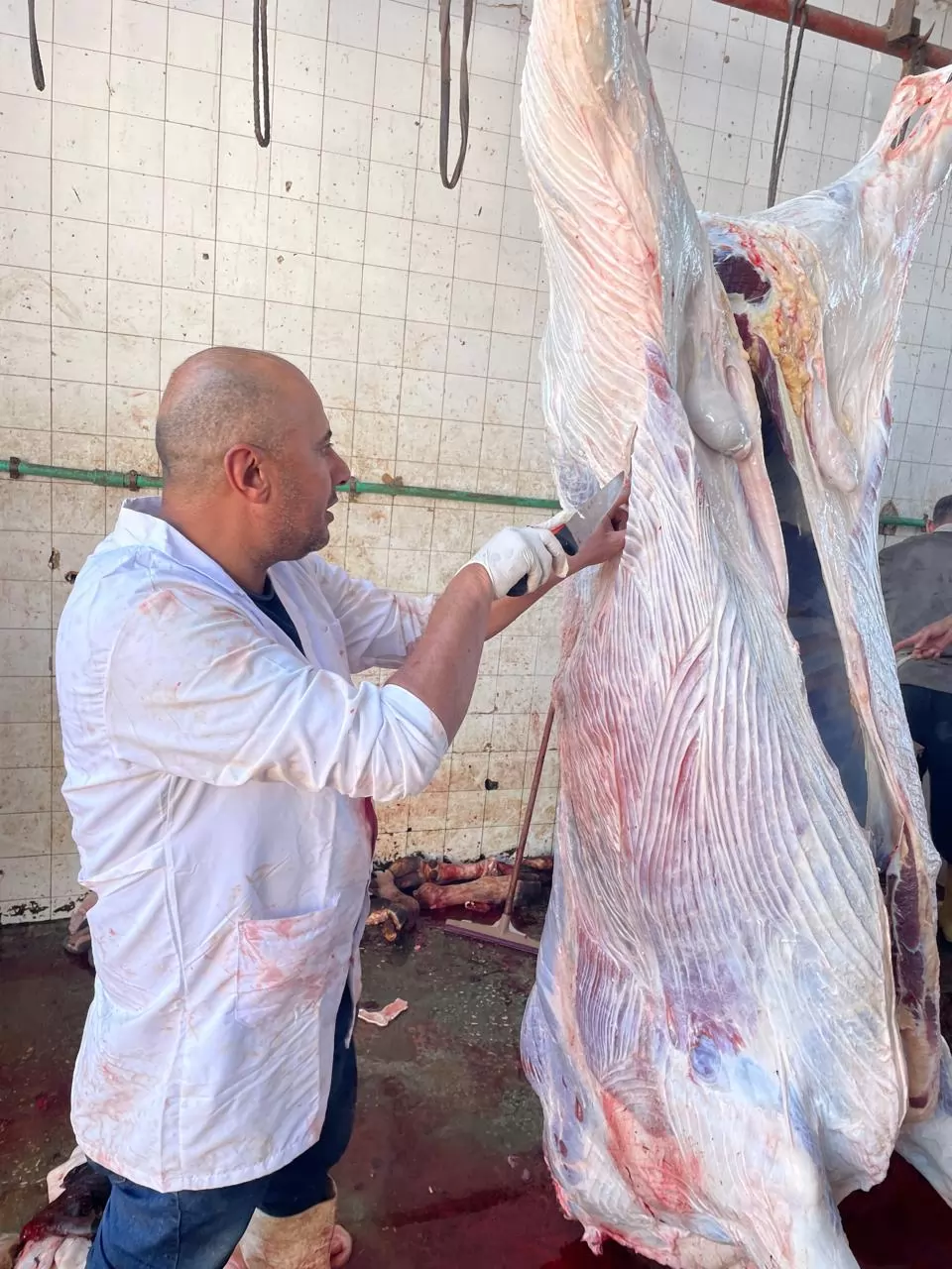 الزراعة: ذبح 35,514 أضحية بالمجازر الحكومية مجاناً للمواطنين