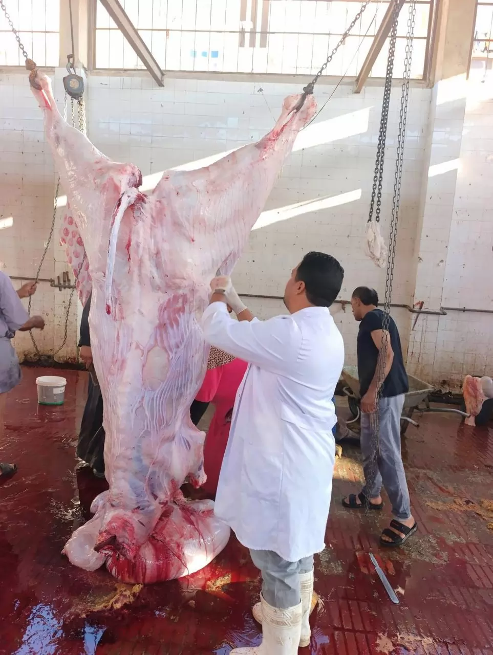 الزراعة: ذبح 35,514 أضحية بالمجازر الحكومية مجاناً للمواطنين
