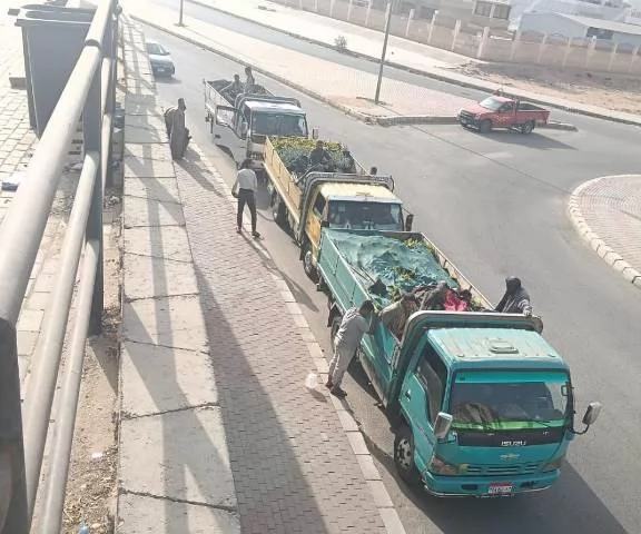 شاهد بالصور.. تنفيذ أكبر مشروعات الزراعة والتجميل داخل مدينة الشر