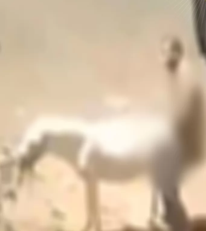 الأمن يضبط المتهم في القليوبية ويكشف مفاجأة بشأن حالته