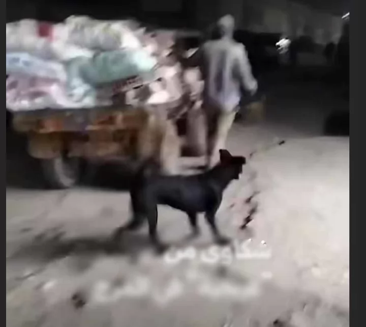  ضبط عاطلين ألقيا مخلفات بعربة كارو في المرج