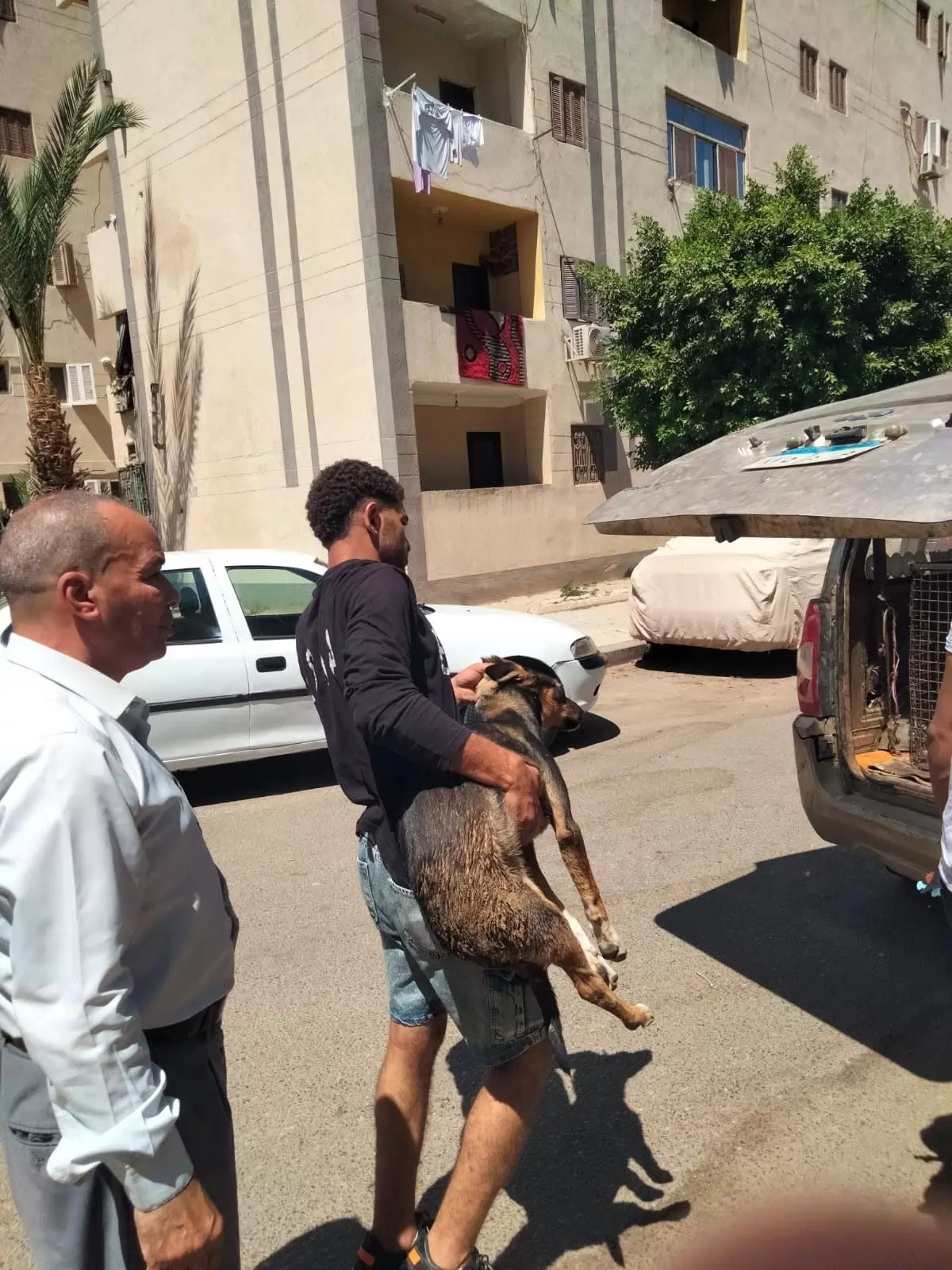 جهاز الشيخ زايد يطلق حملة موسعة لتعقيم الكلاب الضالة