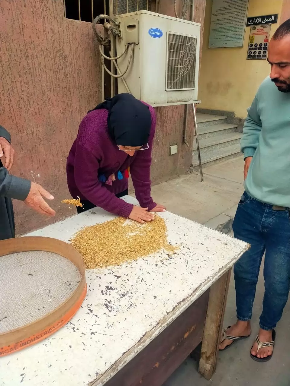 توريد أكثر من 300 ألف طن قمح بشؤن وصوامع الدقهلية 