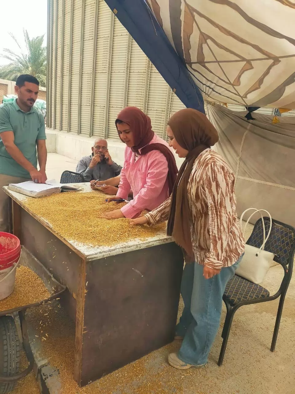 توريد أكثر من 300 ألف طن قمح بشؤن وصوامع الدقهلية 