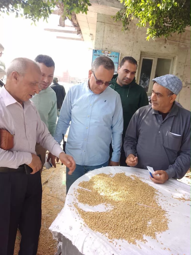 توريد أكثر من 300 ألف طن قمح بشؤن وصوامع الدقهلية 