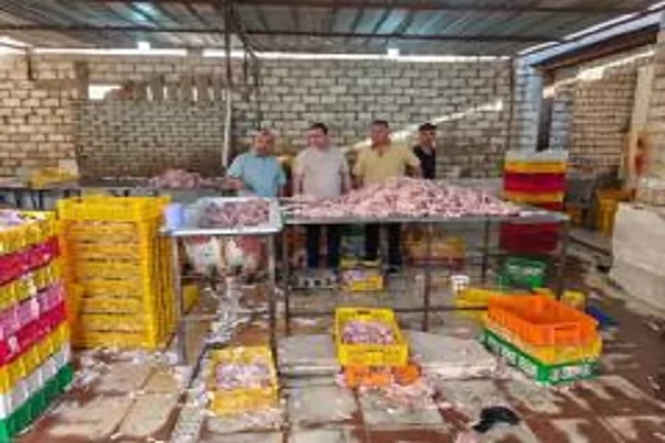 الجيزة تضبط 60طنًا من مقطعات الدواجن غير الصالحة للاستهلاك الآدمى