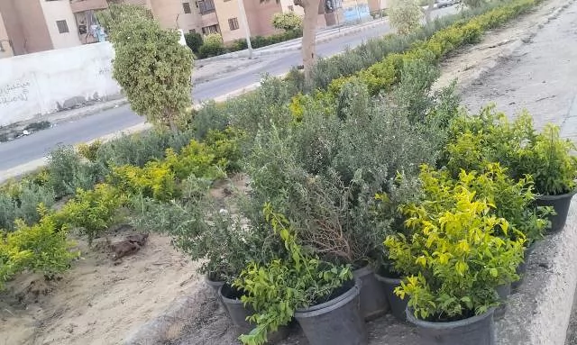 تعرف على أحدث مشروعات الزراعة والتجميل من جهاز النوبارية الجديدة.