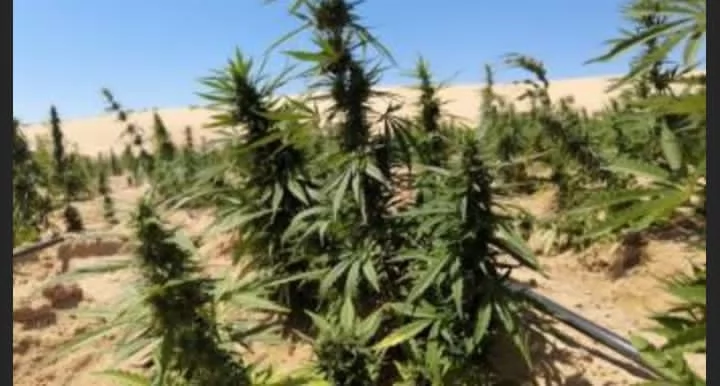 ضبط مخدرات بقيمة 1.4 مليار جنيه بالإسماعيلية
