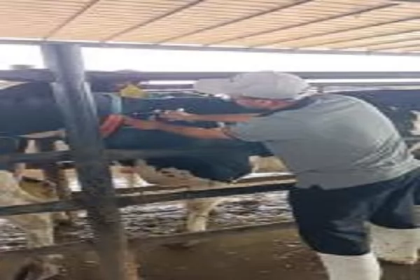 فحص 2479 رأس ماشية ضد البروسيلا والسل البقري بالشرقية