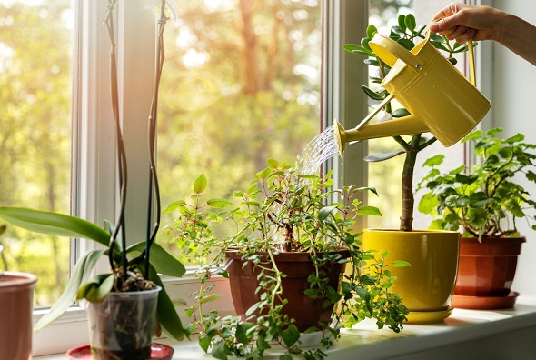 العناية بالنباتات .. كيف تحسن صحتك ومزاجك وتزين منزلك؟ 