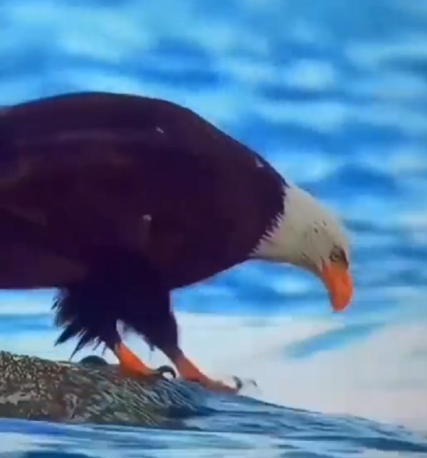 صورة من الفيديو 