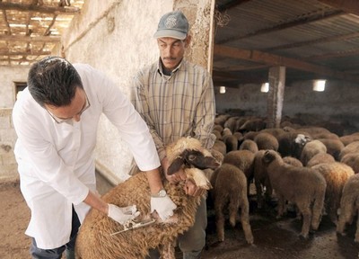 شعيب يتابع الحملة القومية للتحصين ضد مرض الحمى القلاعية بمطروح