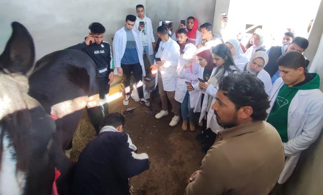 الطب البيطرى بجامعة بدر تنظم زيارة تدريبية للطلاب فى مزرعة الخيول