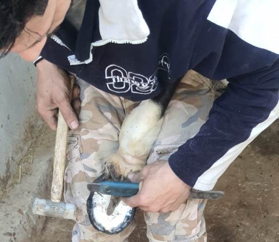 الطب البيطرى بجامعة بدر تنظم زيارة تدريبية للطلاب فى مزرعة الخيول