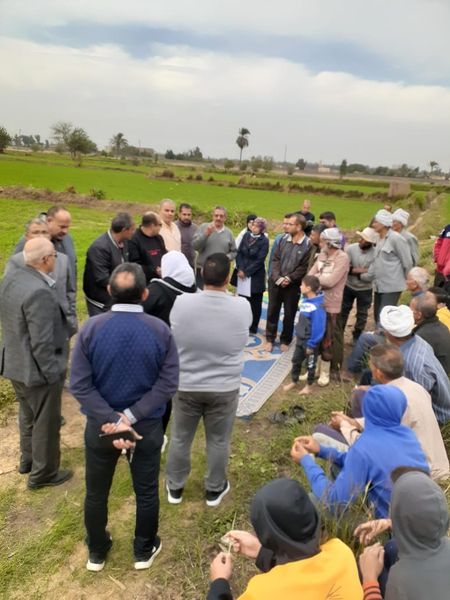 التوسع في زراعة محصول القمح بالإسماعيلية..صور
