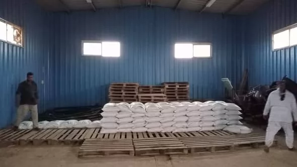 الزراعة توزع 100 طن تقاوي شعير و33 ألف شتلة زيتون مجانًا بمطروح 