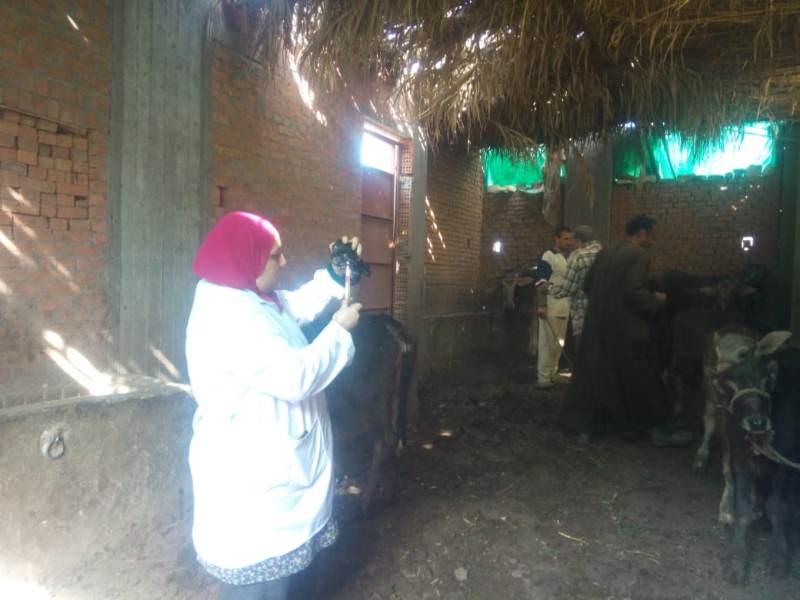 بيطري المنوفية : تحصين 266ألفا و600رأس ماشية ضد الحمى القلاعية.صور