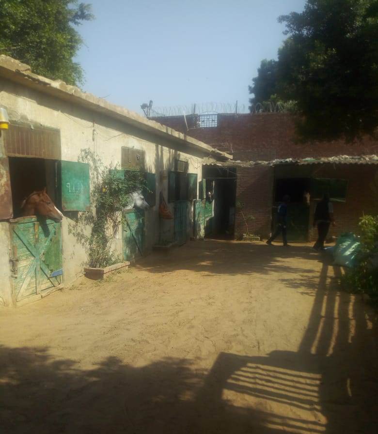  قلعة الحصان العربي الأصيل تستغيث بـ وزير الشباب والرياضة