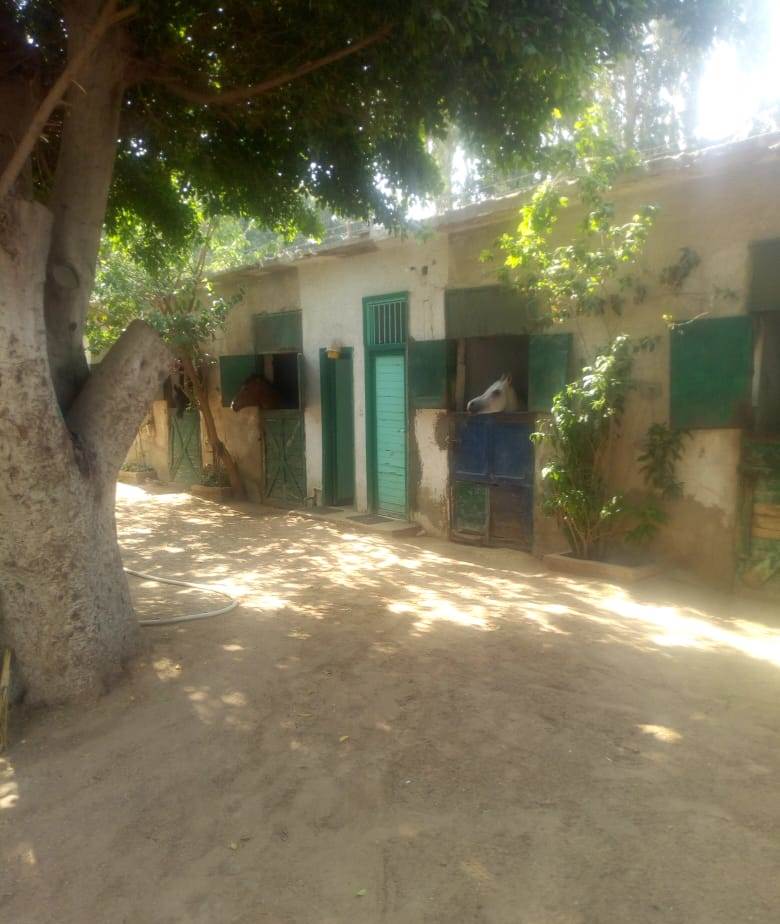  قلعة الحصان العربي الأصيل تستغيث بـ وزير الشباب والرياضة