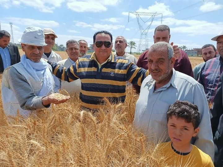 بشائر الخير.. ٢٢ أردب قمح للفدان بدمياط..صور