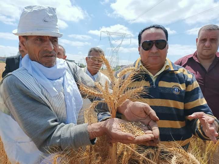 بشائر الخير.. ٢٢ أردب قمح للفدان بدمياط..صور