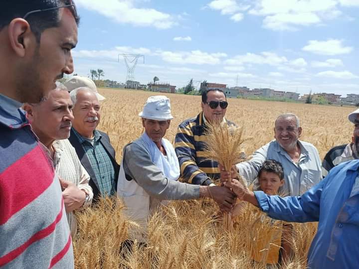 بشائر الخير.. ٢٢ أردب قمح للفدان بدمياط..صور