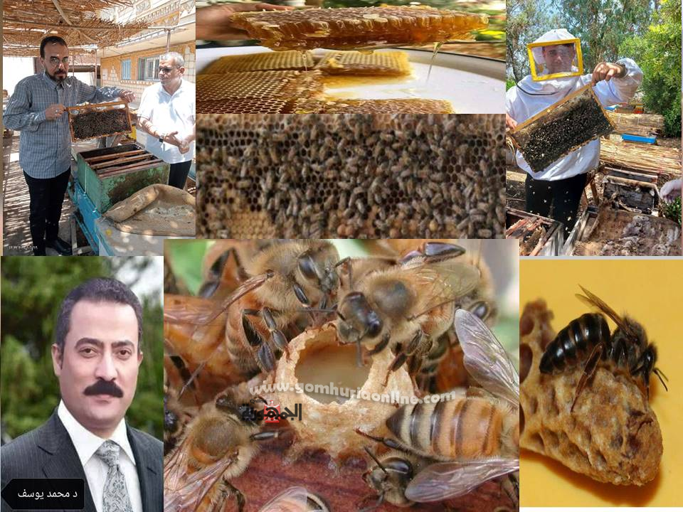 تربية نحل العسل في مصر
