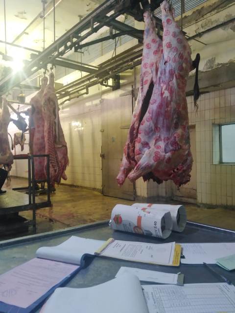 الزراعة: المجازر تستقبل ٢٠ الف اضحية خلال ايام العيد الثلاثة