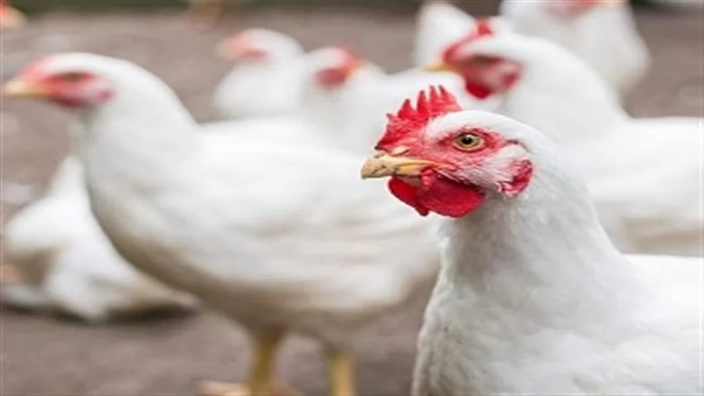 أسعار الفراخ اليوم الجمعة.. البيضاء 69 جنيهًا والبلدي 120 جنيهًا 