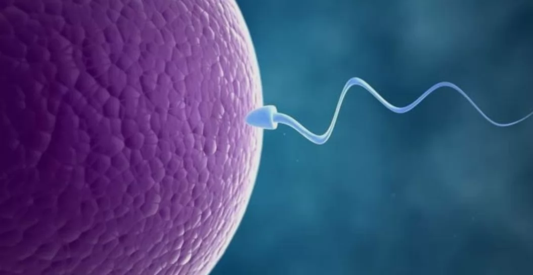 الضوابط الشرعية للحقن المجهري وتحديد نوع الجنين 