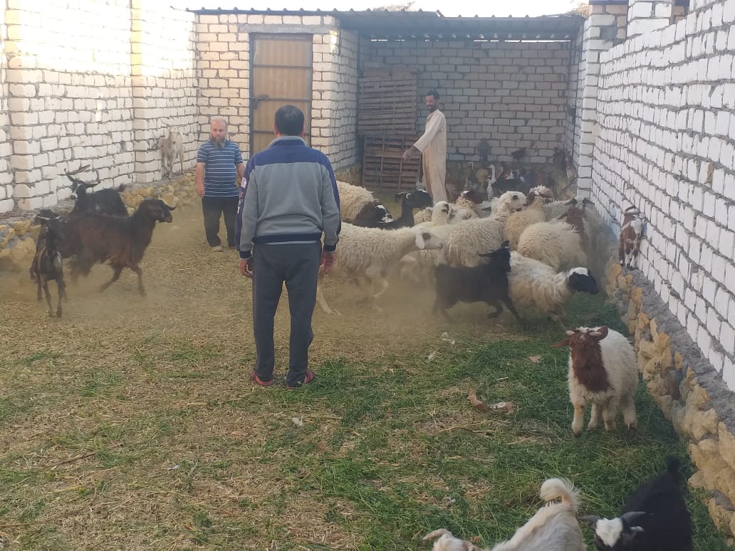 بالصور.. «بحوث الصحراء» ينظم قافلة بيطرية مجانية بواحة سيوة بمحافظة مطروح