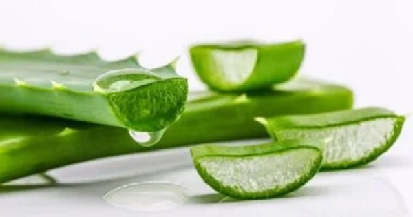 نبات الصبار