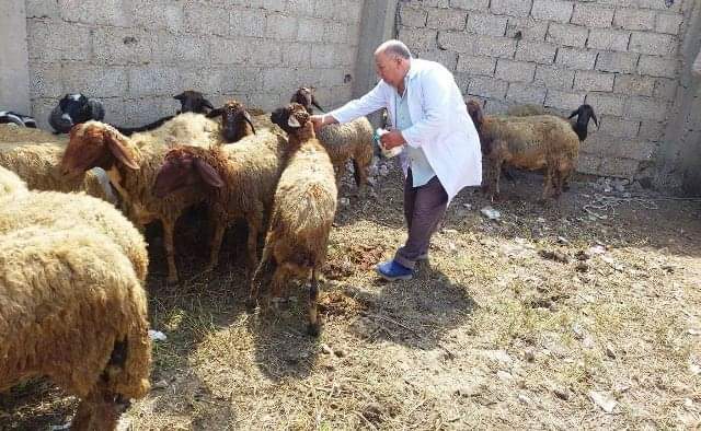 قوافل بيطرية مجانية بمراكز وقرى الشرقية ..صور
