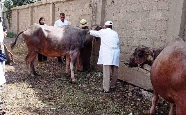 قوافل بيطرية مجانية بمراكز وقرى الشرقية ..صور