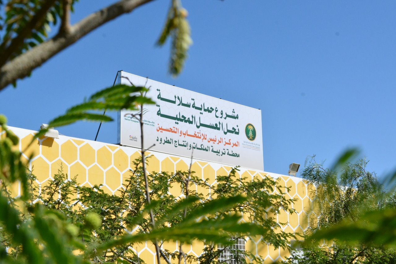 الغامدى : إنتاج 5 آلاف ملكة نحل وتوزيعها مجاناً على النحالين ضمن مشروع إكثار سلالة النحل البلدى السعودى