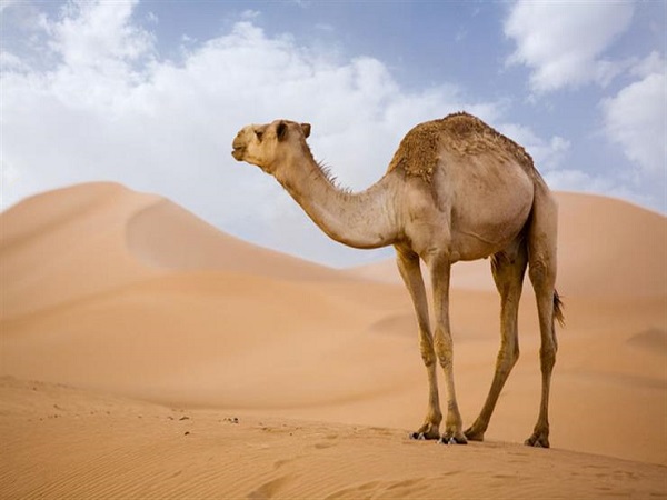 جمل