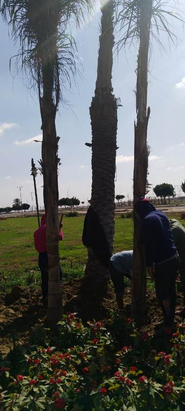 رئيس جهاز بدر يعلن عن أحدث عمليات زراعة النخل فى المدينة.. بالصور