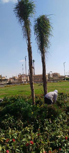 رئيس جهاز بدر يعلن عن أحدث عمليات زراعة النخل فى المدينة.. بالصور