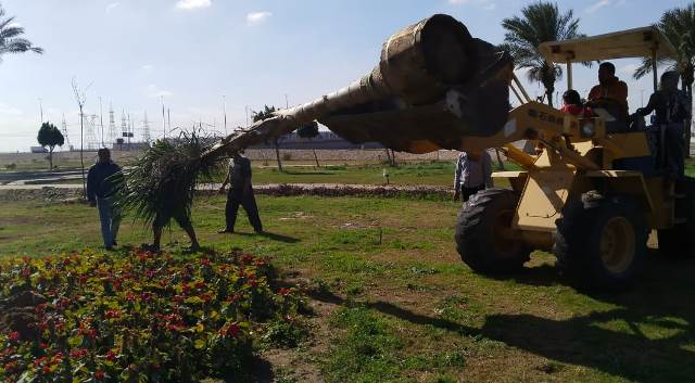 رئيس جهاز بدر يعلن عن أحدث عمليات زراعة النخل فى المدينة.. بالصور