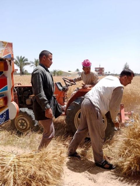 وزير الزراعة يتابع حصاد القمح ويشيد بالفلاحين في الإدارات المعنية