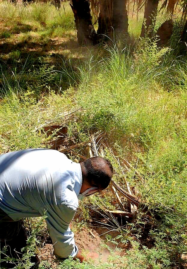  وفد الصحراء فى مهمة بحثية لدراسة المتغيرات البيئية على أشجار النخيل بالراشدة.. صور