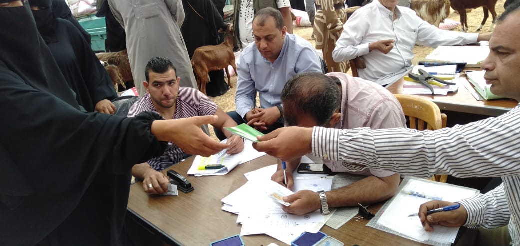 التضامن تسلم مشروعات تمكين اقتصادي وسلاسل القيمة للإنتاج الحيواني بمحافظة شمال سيناء 