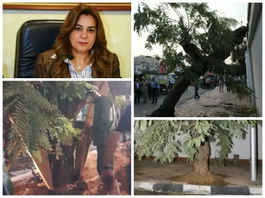 نقل شجرة عملاقة وإعادة زراعتها بعد سقوطها على عقار بمصر الجديدة