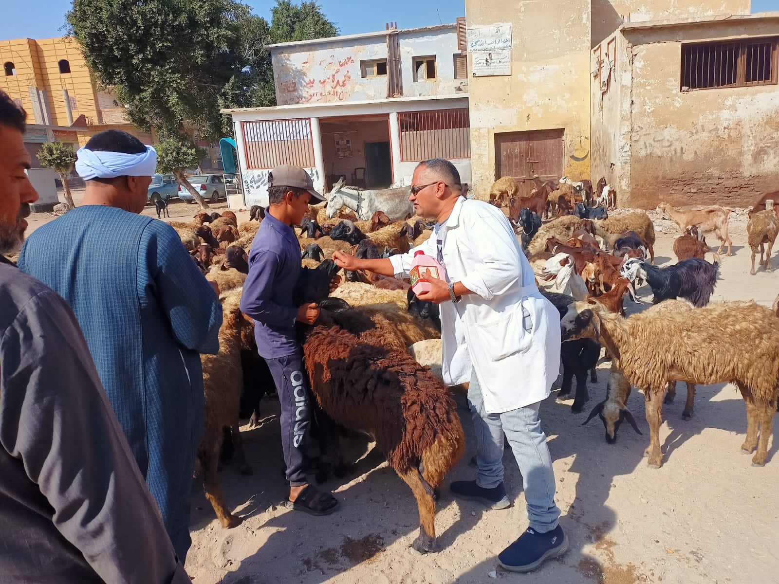 الزراعة:  فحص وعلاج ٢٠٥٦ رأس ماشية مجانا لصغار المزارعين بالقليوبيه 
