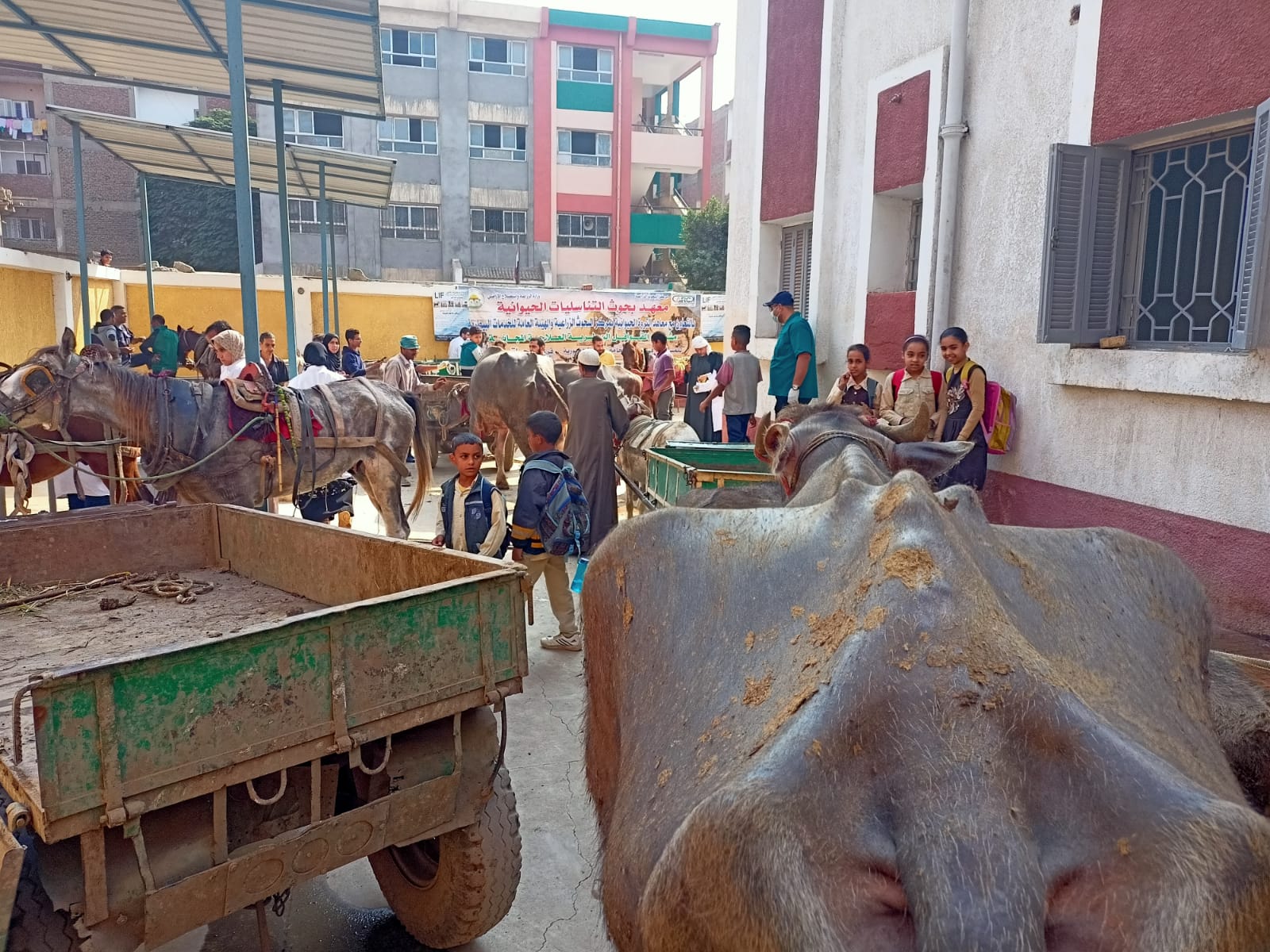الزراعة:  فحص وعلاج ٢٠٥٦ رأس ماشية مجانا لصغار المزارعين بالقليوبيه 