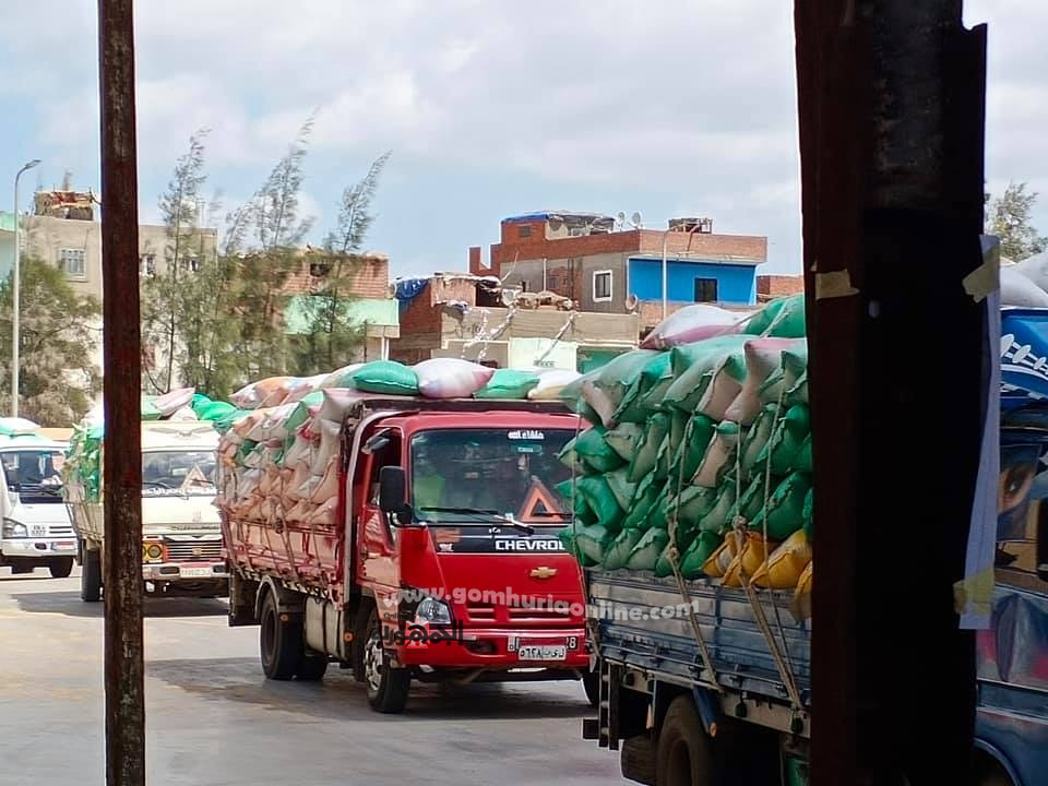 توريد 28933 طن قمح منذ بداية موسم الحصاد بكفر الشيخ 