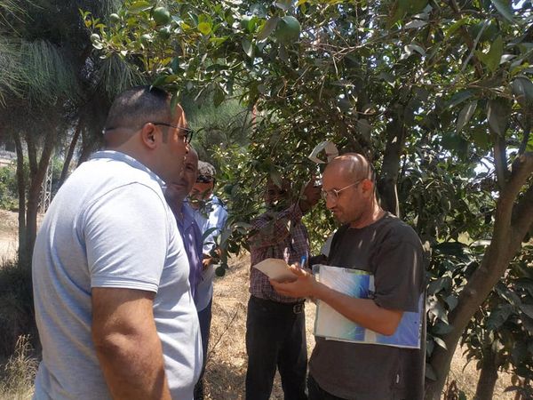 زراعة الإسماعيلية تكثف المرورعلي مصايد مكافحة ذبابتي الفاكهة والخوخ ..صور